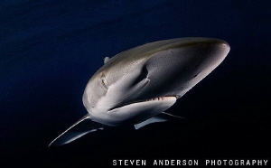 Early morning in the Gulf Stream brought Bull Sharks, Dus... by Steven Anderson 